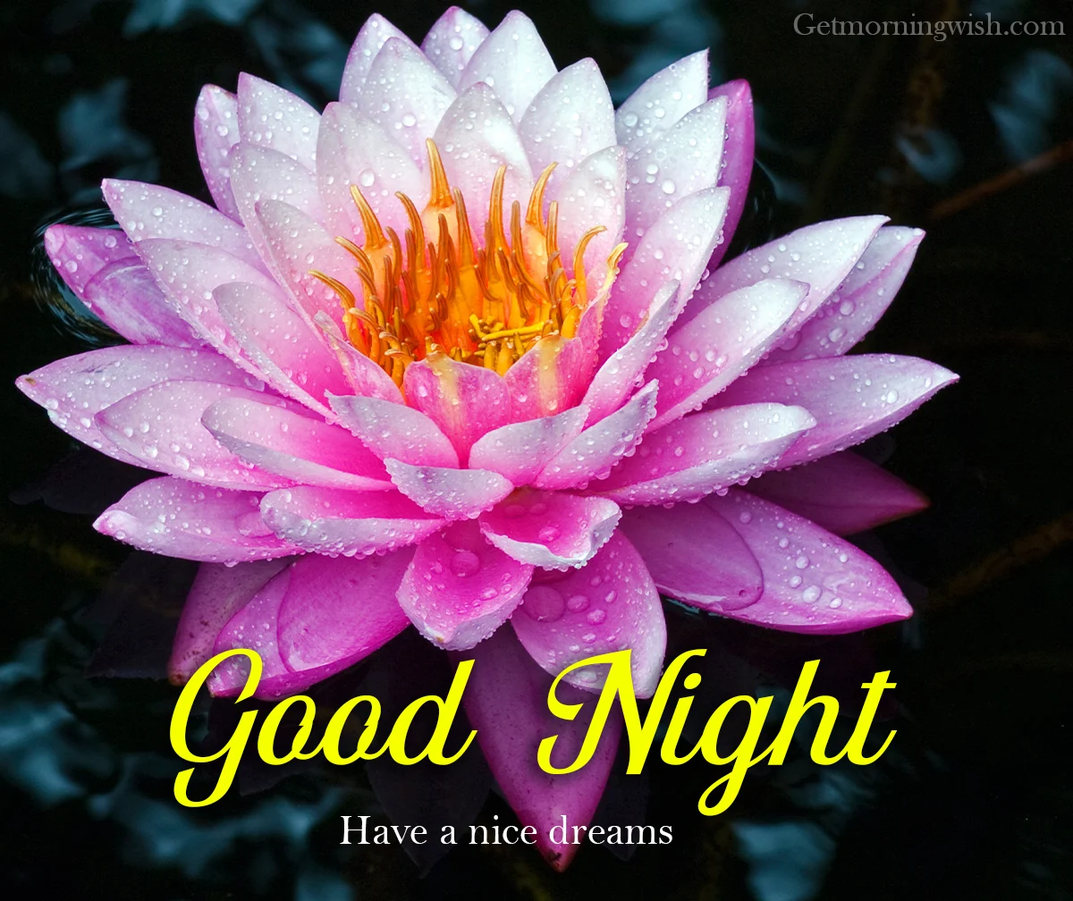 Good Night Flower Image