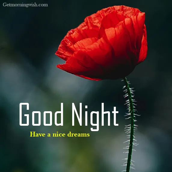 Good Night Flower Image for Whatsapp