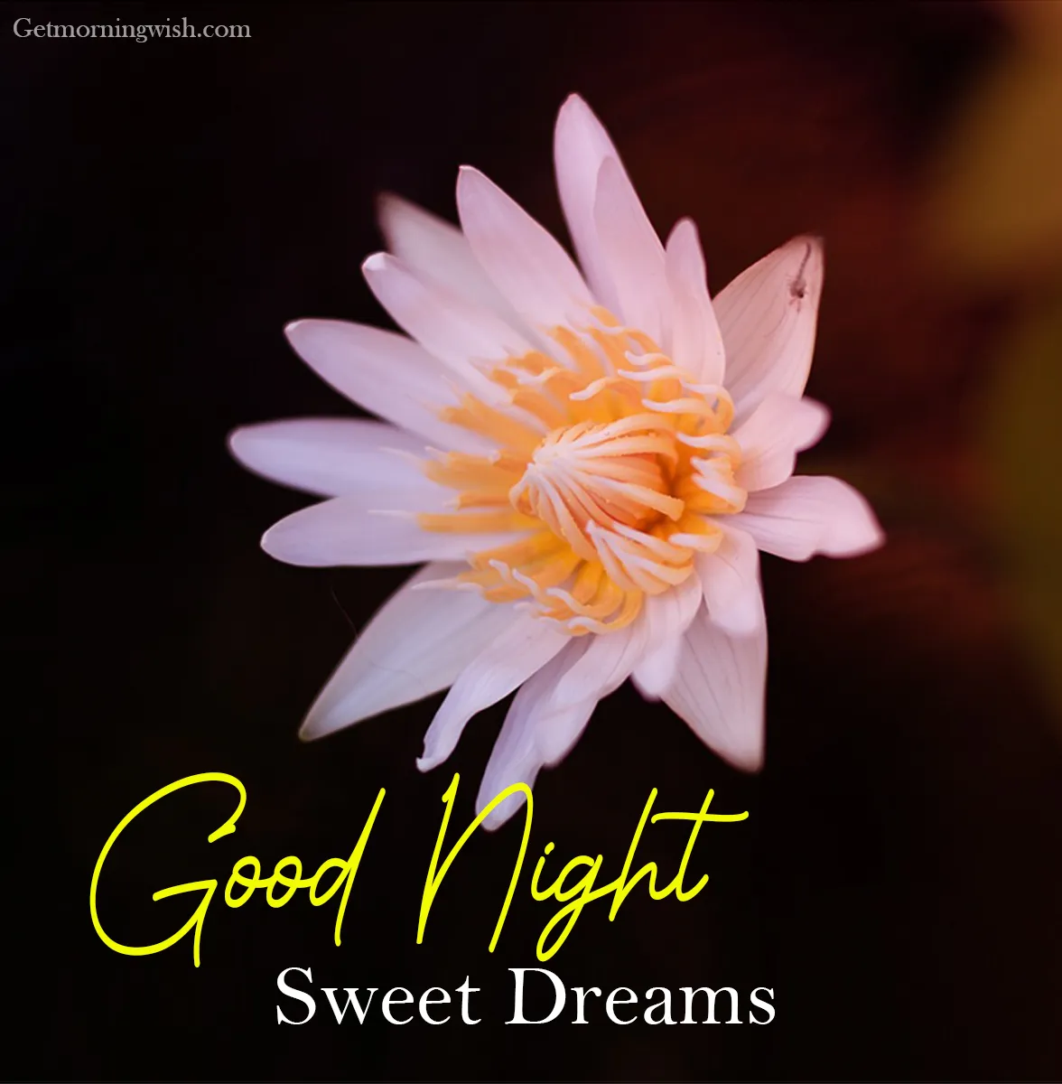 Good Night Flower Images HD 2025