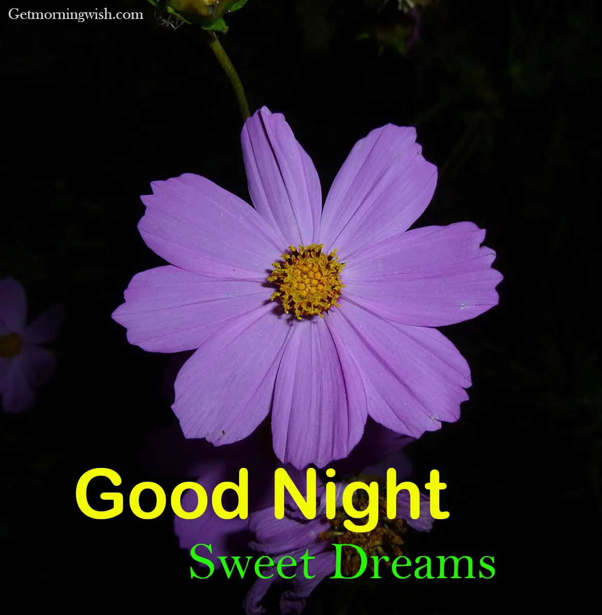 Good Night Flower Images