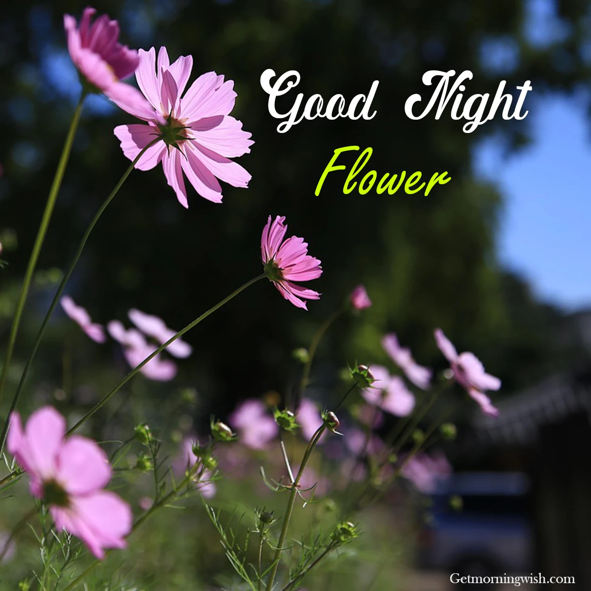 Good Night Flower Pic