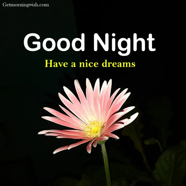 Good Night Flower Pic HD