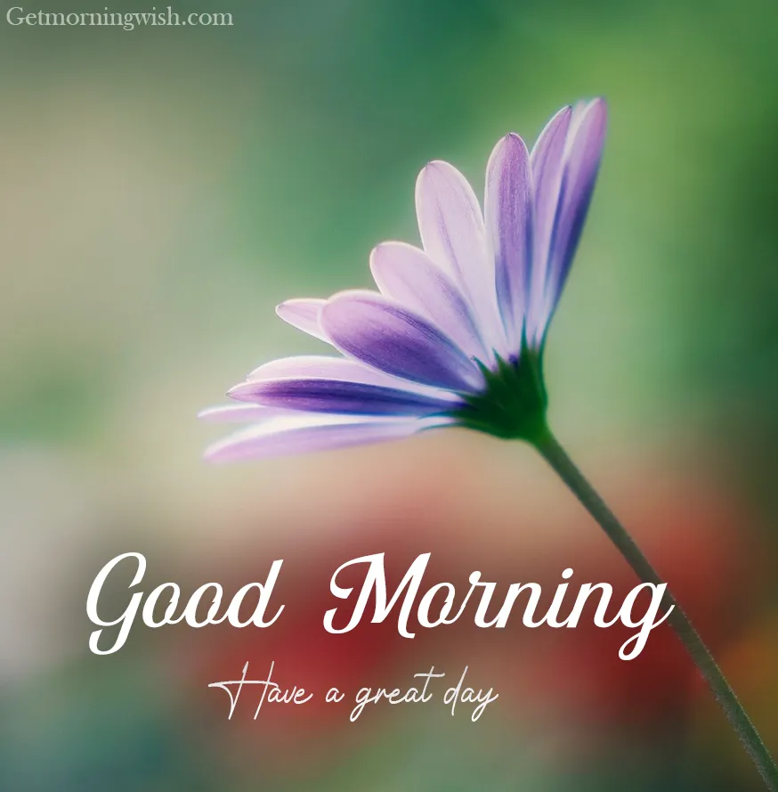 New Good Morning Flower Images