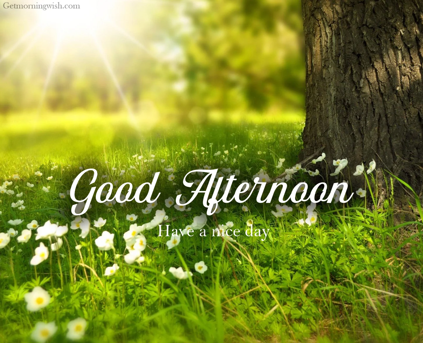 Best Good Afternoon Images HD