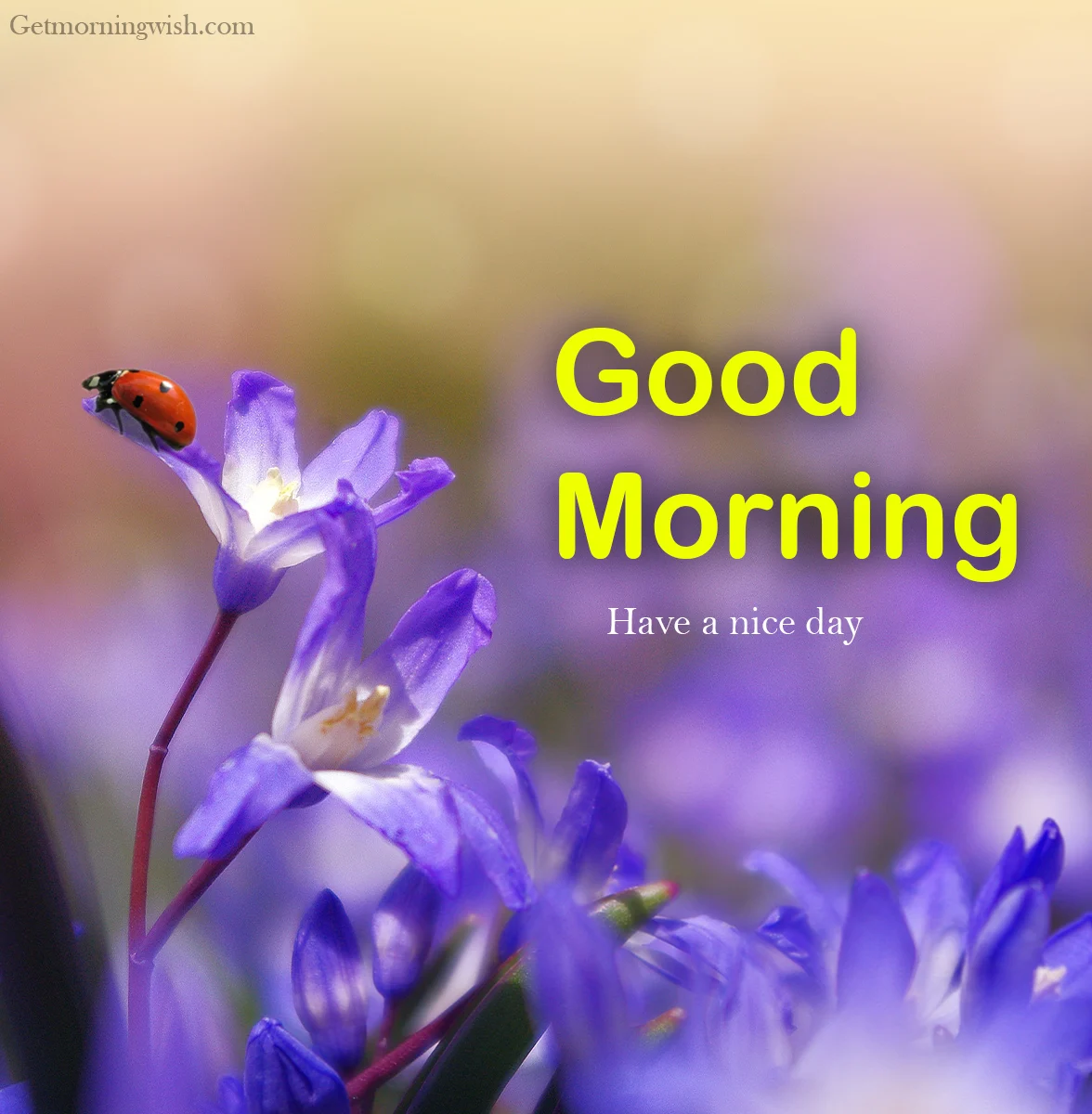 Good Morning Flower HD