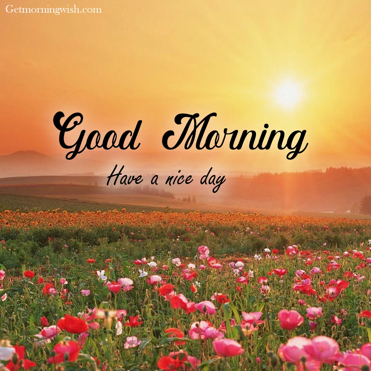 Good Morning HD Images HD