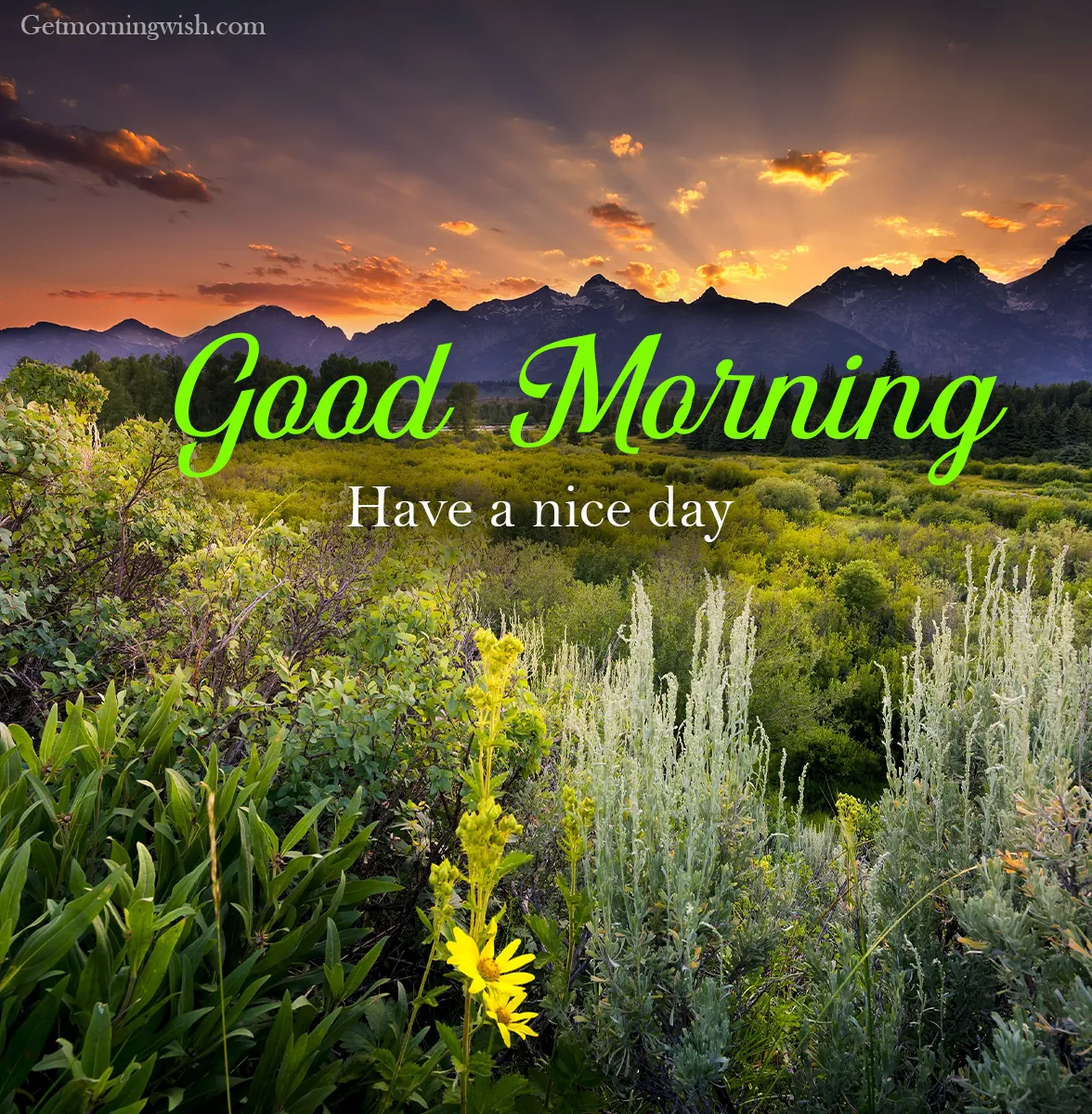 Good Morning Nature Pic