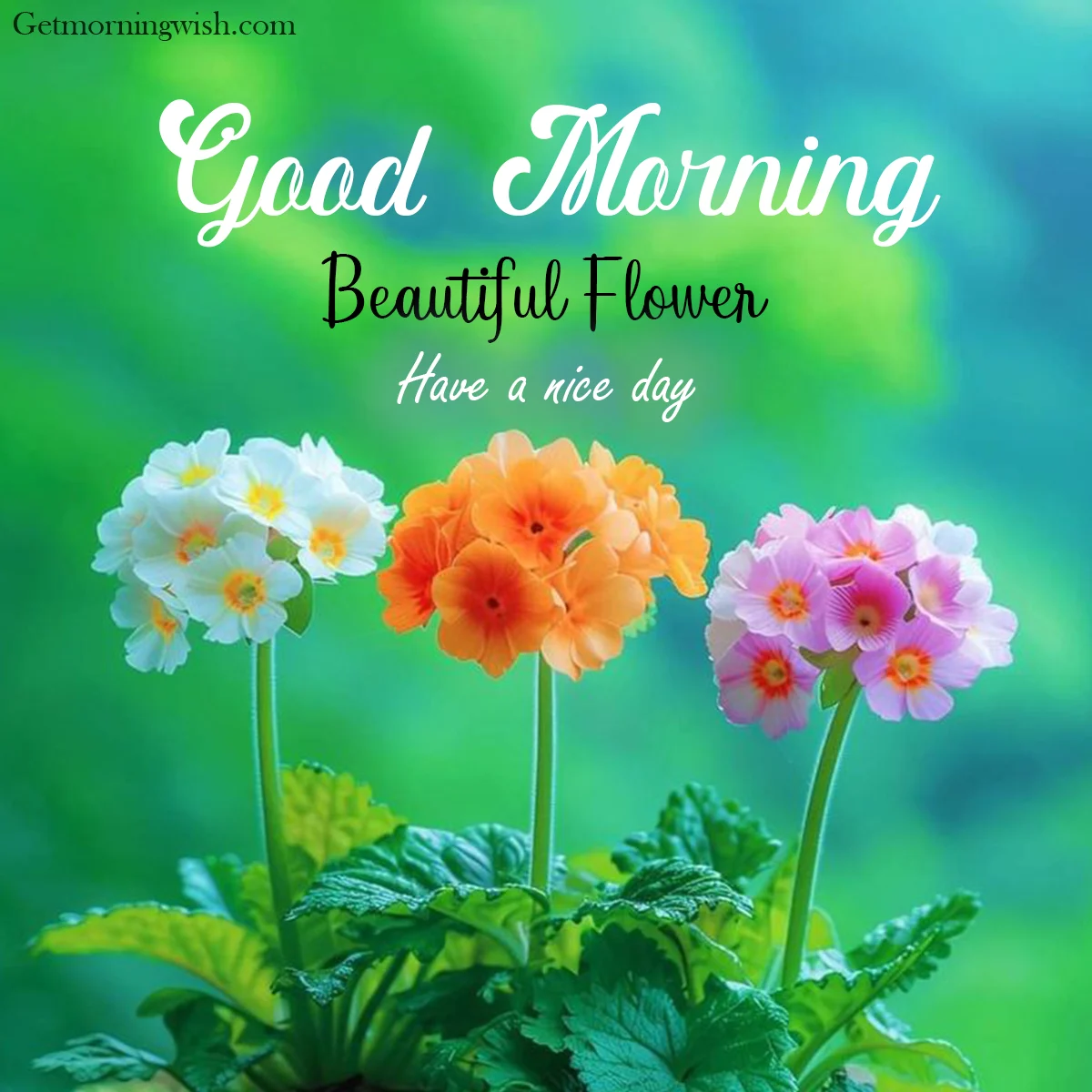 Good Morning New Flower Pictures