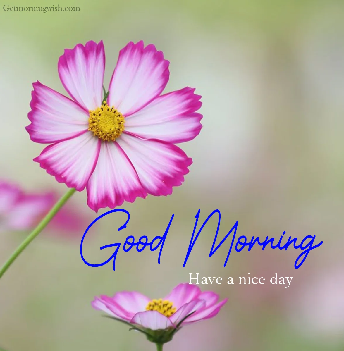 Good Morning Pic Flower HD