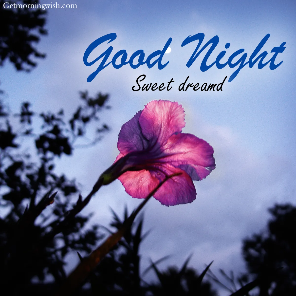 Good night Flower