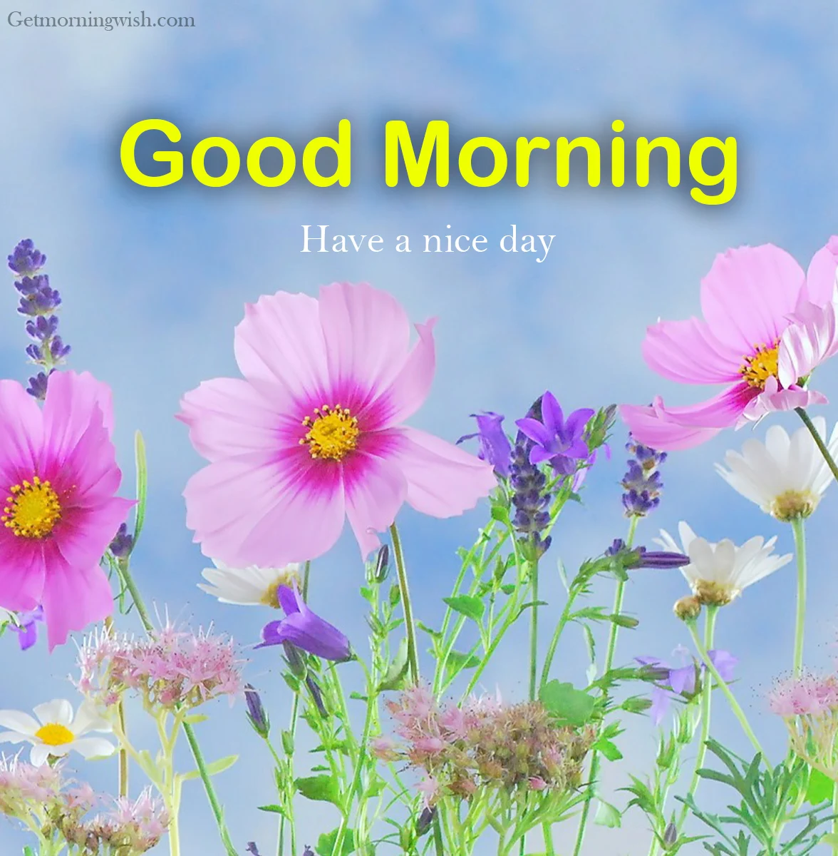 New Good Morning Flower HD