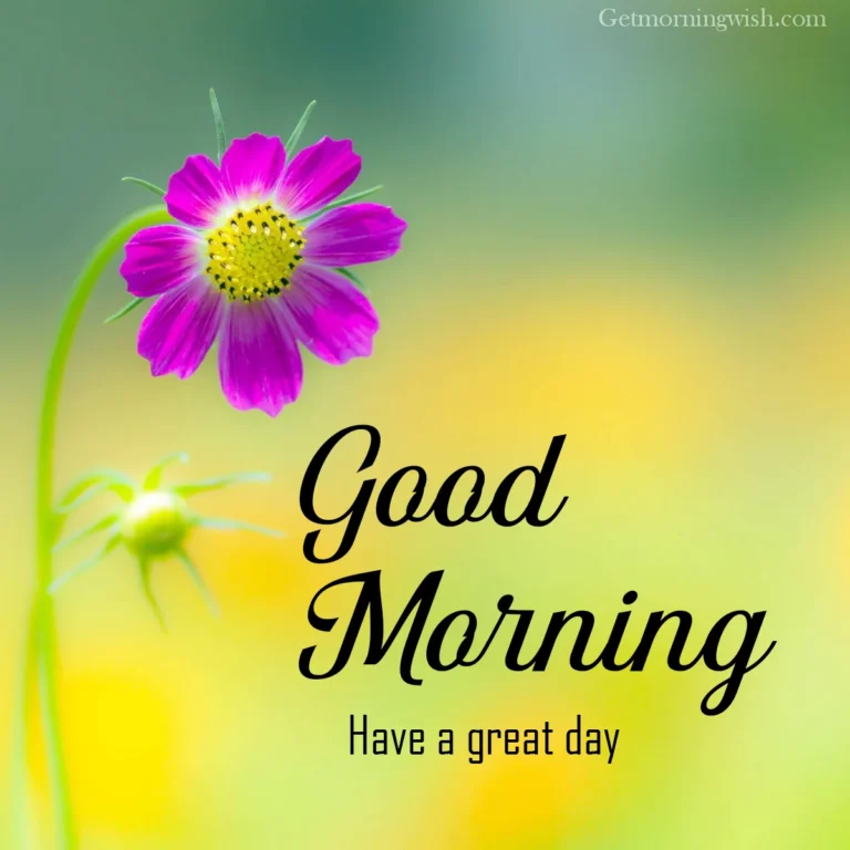 New Good Morning Flower HD