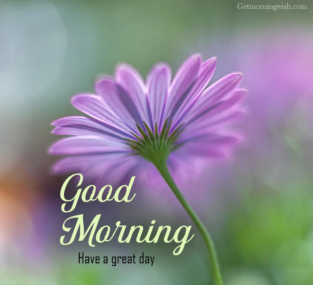 New Good Morning Flower Image