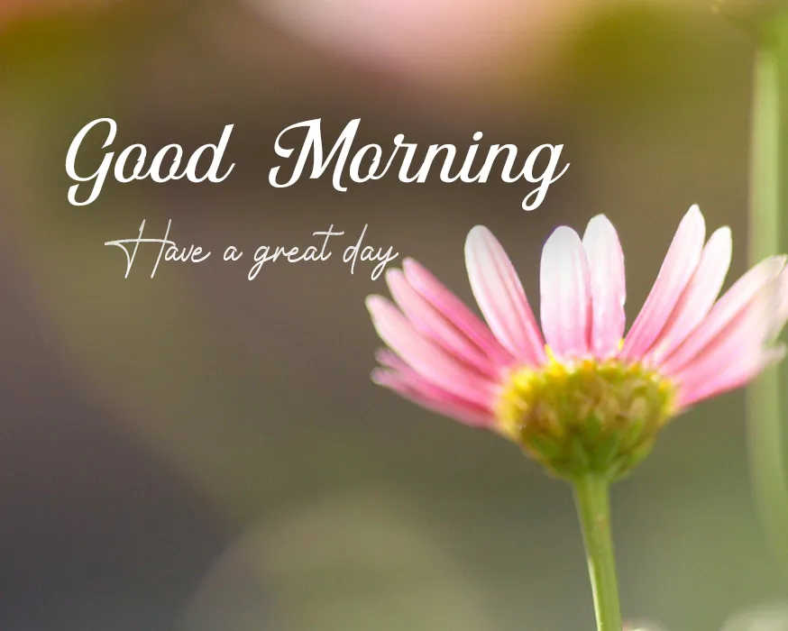 New Good Morning Flower Images HD