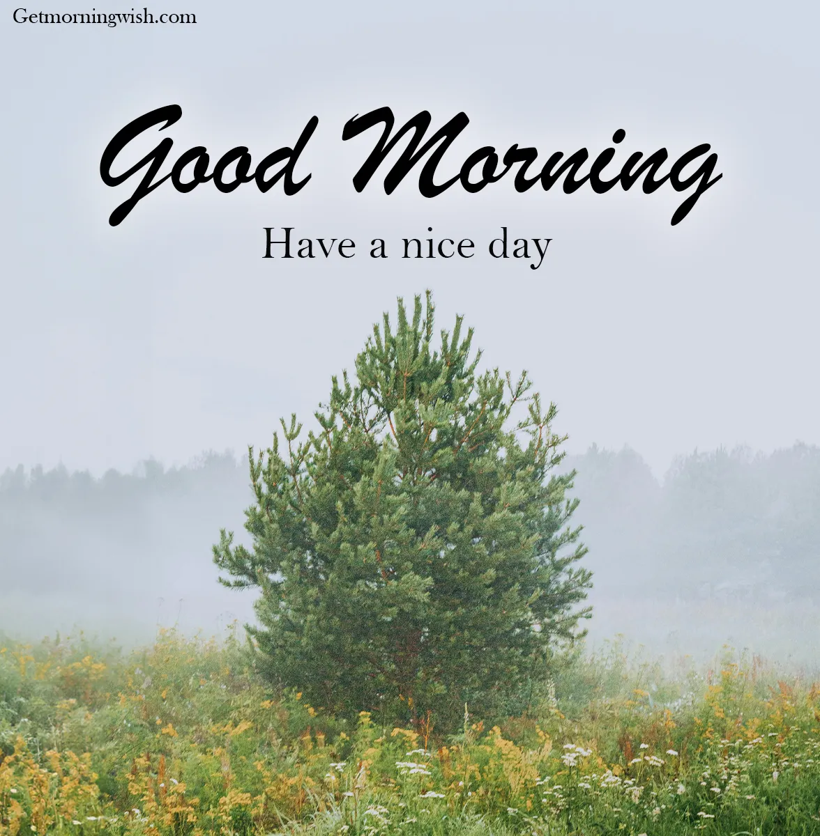 New Good Morning Nature Pictures HD